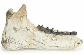 Fossil Titanothere (Megacerops) Jaw - South Dakota #227757