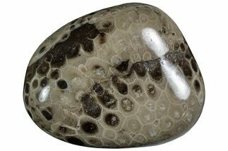 Polished Petoskey Stone (Fossil Coral) - Michigan #227549