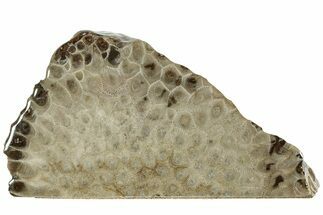 Free-Standing, Petoskey Stone (Fossil Coral) Section - Michigan #227553