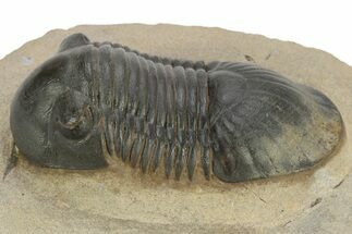 Detailed Paralejurus Trilobite - Atchana, Morocco #227807