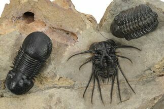 Bizarre Dicranurus Trilobite With Reedops & Paralejurus #227820