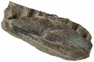 Cretaceous Crocodilian Jaw Section - Judith River Formation #227817
