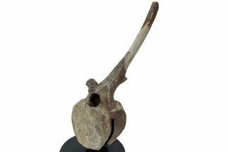 Hadrosaur (Edmontosaurus) Caudal Vertebra w/ Stand - Wyoming #227738