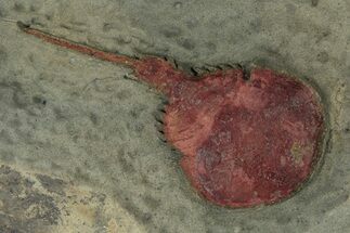 Xiphosurida Arthropod - Horseshoe Crab Ancestor #227783