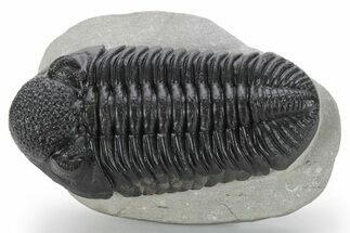 Perfectly Prone, Drotops Trilobite - Large Specimen #227794