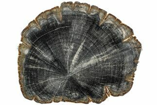 Polished Petrified Mimosa Wood Round - Texas #228108