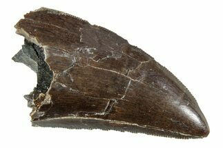 Serrated Tyrannosaur Tooth - Two Medicine Formation #227833