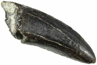 Serrated Tyrannosaur Tooth - Two Medicine Formation #227836