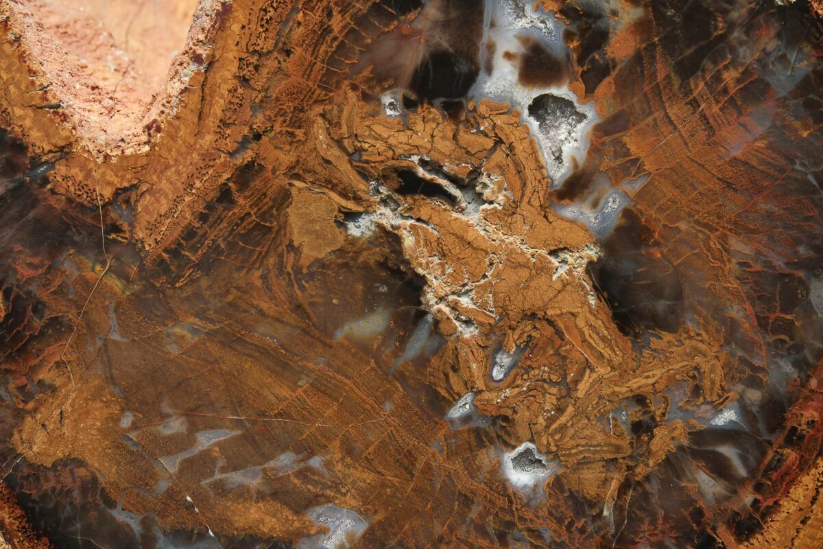 5.7" Petrified Wood (Sycamore) Limb EndCut Parker, Colorado (228120) For Sale