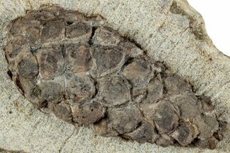 D Oligocene Aged Fossil Pine Cone - Germany #228161