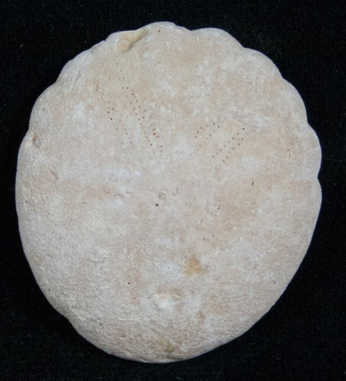 Fossil Sand Dollar (Heliophora) - Boujdour, Morocco (#13874) For Sale ...