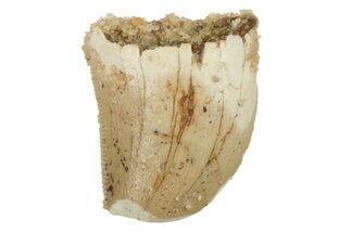 Serrated, Juvenile Carcharodontosaurus Tooth #228787