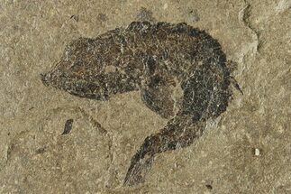 Carboniferous Fish (Gyrolepidotus) - Siberia #228882