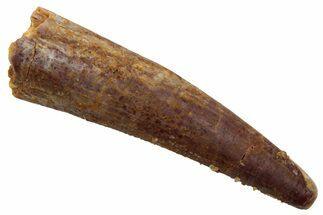 Fossil Pterosaur (Siroccopteryx) Tooth - Morocco #228843