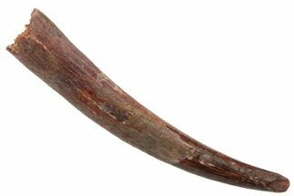 Fossil Pterosaur (Siroccopteryx) Tooth - Morocco #228862