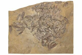 Fossil Fish (Gosiutichthys) Puddle - Wyoming #228936