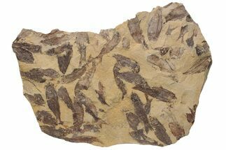 Fossil Fish (Gosiutichthys) Mortality Plate - Wyoming #228941