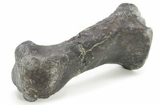 Dinosaur (Camptosaurus?) Metatarsal (Foot Bone) - Wyoming #229115