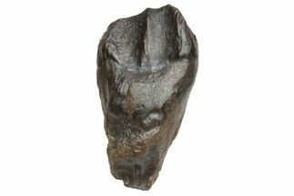 Triceratops Shed Tooth - Montana #229156