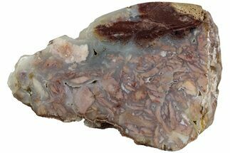 Polished Wyoming Youngite Agate/Jasper Section - Fluorescent #229078