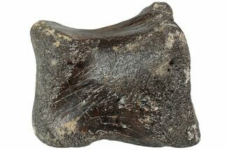 Gorgeous Hadrosaur (Edmontosaurus) Phalanx - Wyoming #229123
