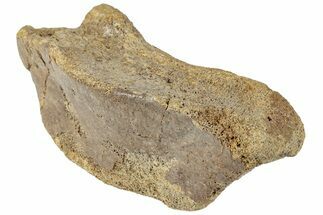 Hadrosaur (Edmontosaurus) Phalanx - Wyoming #229149