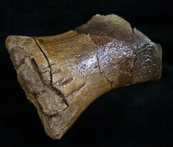 Theropod Metatarsal (Toe Bone) - Two Medicine Formation #13891