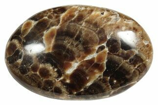 Polished Chocolate Calcite Palm Stone - Pakistan #220955