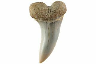 Fossil Shark Tooth (Carcharodon planus) - Bakersfield, CA #228913