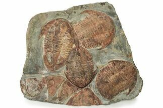 Large Asaphid Trilobite Mortality Plate - Impressive Display #229615