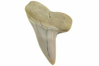 Fossil Shark Tooth (Carcharodon planus) - Bakersfield, CA #228932