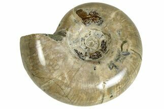 Polished Ammonite (Argonauticeras) Fossil - Madagascar #230135