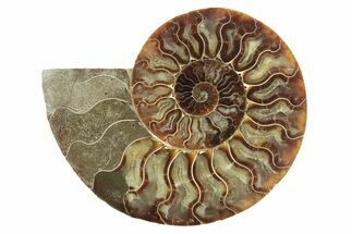 Cut & Polished Ammonite Fossil (Half) - Madagascar #229949