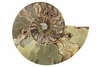 Bargain, Cut & Polished Ammonite Fossil (Half) - Madagascar #229970