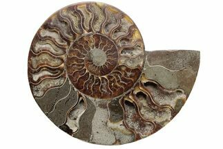 Bargain, Cut & Polished Ammonite Fossil (Half) - Madagascar #229990