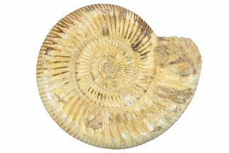 Jurassic Ammonite (Perisphinctes) - Madagascar #229528