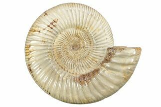 Jurassic Ammonite (Perisphinctes) - Madagascar #229529