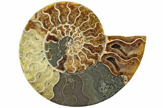 Bargain, Cut & Polished Ammonite Fossil (Half) - Madagascar #229941