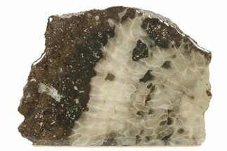 Free-Standing, Petoskey Stone (Fossil Coral) Section - Michigan #230426