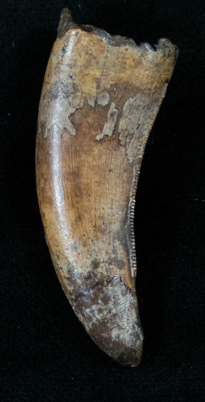 nanotyrannus tooth for sale