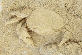 Fossil Crab (Potamon) Preserved in Travertine - Turkey #230623