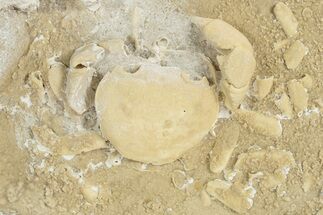 Fossil Crab (Potamon) Preserved in Travertine - Turkey #230636