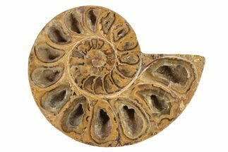 Jurassic Cut & Polished Ammonite Fossil (Half)- Madagascar #229202