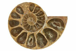 Jurassic Cut & Polished Ammonite Fossil (Half) - Madagascar #229228
