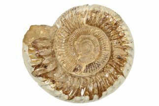 Jurassic Ammonite (Perisphinctes) - Madagascar #229522