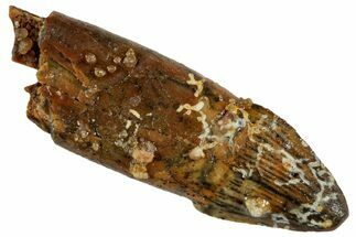 Partially Rooted Crocodylomorph (Araripesuchus) Tooth - Morocco #230699