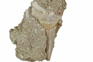 Otodus Shark Tooth Fossil in Rock - Morocco #230935