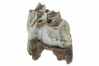 Fossil Woolly Rhino (Coelodonta) Tooth - Siberia #231020