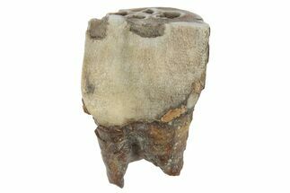 Fossil Woolly Rhino (Coelodonta) Tooth - Siberia #231021