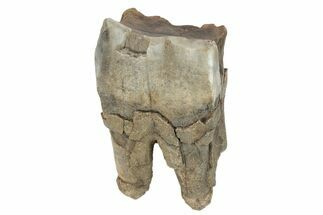 Fossil Woolly Rhino (Coelodonta) Tooth - Siberia #231024